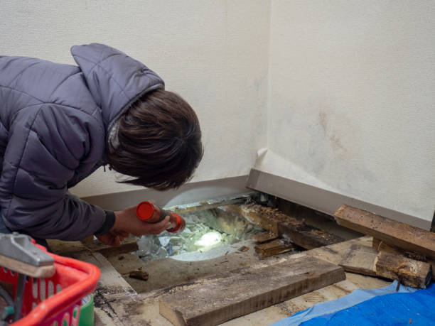 Trusted Murfreesboro, TN Mold Removal Experts